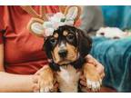Adopt Hartley a Bluetick Coonhound