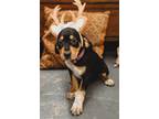 Adopt Bambi a Bluetick Coonhound