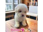 Shih-Poo Puppy for sale in San Francisco, CA, USA