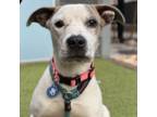 Adopt Disney a Pit Bull Terrier, Cattle Dog