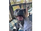 Adopt Enola a American Bully