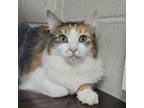 Adopt Paris- Working Cat a Domestic Short Hair