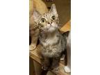 Adopt Vivy a Domestic Short Hair