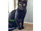 Adopt Inky a American Shorthair