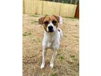 Adopt Georgia a Jack Russell Terrier