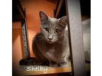 Adopt Shelby a Domestic Short Hair, American Shorthair
