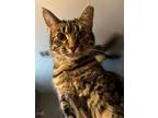 Adopt Runt a Domestic Short Hair