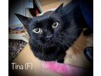 Adopt Tina a Domestic Short Hair