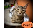 Adopt Danya a Domestic Short Hair