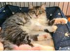 Adopt Petunia a Domestic Long Hair