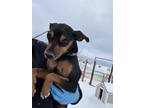 Adopt Tigger a Miniature Pinscher