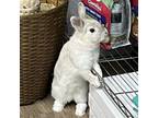 Adopt Tofu a Bunny Rabbit