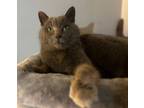 Adopt Stirling a Domestic Short Hair, Russian Blue