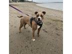 Adopt Nyla a American Staffordshire Terrier