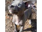 Adopt Jessie a Terrier, Pit Bull Terrier