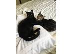 Adopt Bella & Zoe a Tabby, Domestic Short Hair