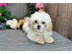 Shih-Poo Puppy for sale in South Bend, IN, USA