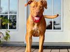 Adopt Harley a Rhodesian Ridgeback, Dogue de Bordeaux