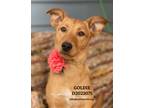 Adopt Goldie a Terrier, Mixed Breed