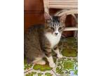 Adopt Maya a Domestic Short Hair