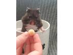 Adopt Princess Poppy a Hamster