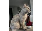 Adopt Opal a Dilute Tortoiseshell, Domestic Short Hair