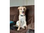 Adopt Abby a Labrador Retriever