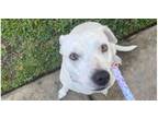 Adopt Aubrey Jean a Pit Bull Terrier