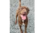 Adopt Rocky a Labrador Retriever