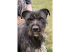 Adopt King a Wirehaired Terrier