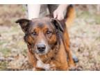 Adopt Stonewall a Shepherd