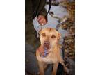 Adopt TANGO 1214 a Labrador Retriever, Pit Bull Terrier