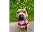 Adopt GRIZZLY a American Staffordshire Terrier