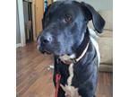 Adopt Cooper a Black Labrador Retriever, Catahoula Leopard Dog