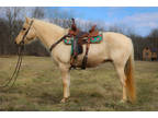 Beginner, Youth, and Family Friendly Palomino Missouri Fox Trotter Mare, Smooth