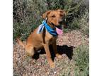 Adopt Romeo a Labrador Retriever, Shepherd