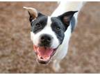 Adopt LINK* a Boxer, Border Collie