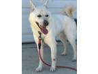 Adopt Kuno a Shiba Inu