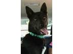 Adopt Rex a Siberian Husky, Belgian Shepherd / Malinois