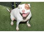 Adopt BABY BRUCE a Pit Bull Terrier