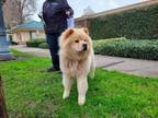 Adopt Yoshi ! a Chow Chow