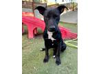 Adopt Drums a Labrador Retriever, American Staffordshire Terrier