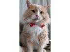 Adopt Chonk a Maine Coon