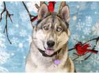 Adopt TREX a Siberian Husky