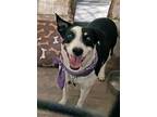 Adopt Mando a Australian Cattle Dog / Blue Heeler, Jack Russell Terrier