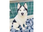 Adopt OSLO a Siberian Husky