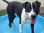 Adopt AUGUST a Pit Bull Terrier