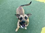 Adopt BROWNY a Pit Bull Terrier, Mixed Breed