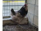 Adopt DOODLE a Chicken