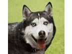 Adopt JJ a Siberian Husky, Alaskan Malamute